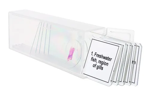 imagen Set de preparaciones para microscopio Levenhuk Discovery Prof DPS 5. «Anfibios»,  5