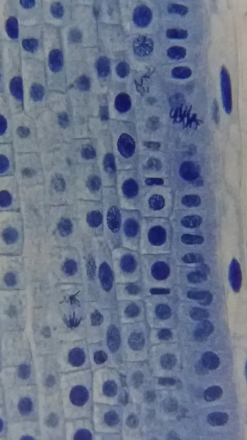 imagen Microscopio Bresser Erudit Basic 40–400x,  19