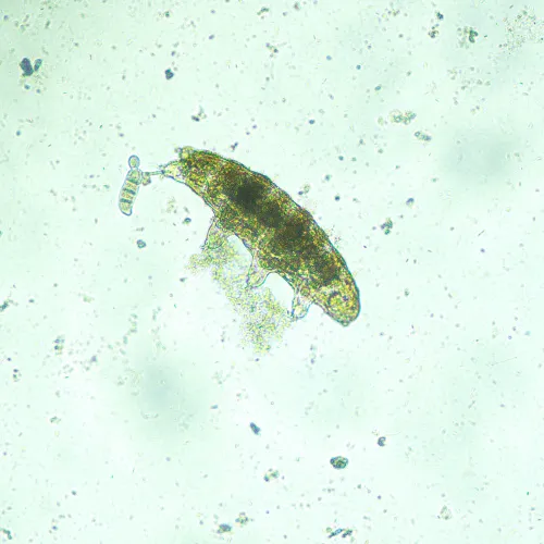 gráfico Microscopio biológico invertido digital MAGUS Bio VD300,  17