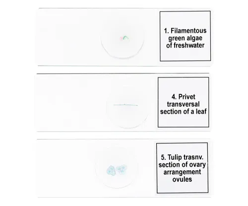 imagen Set de preparaciones para microscopio Levenhuk Discovery Prof DPS 5. «Biología»,  6