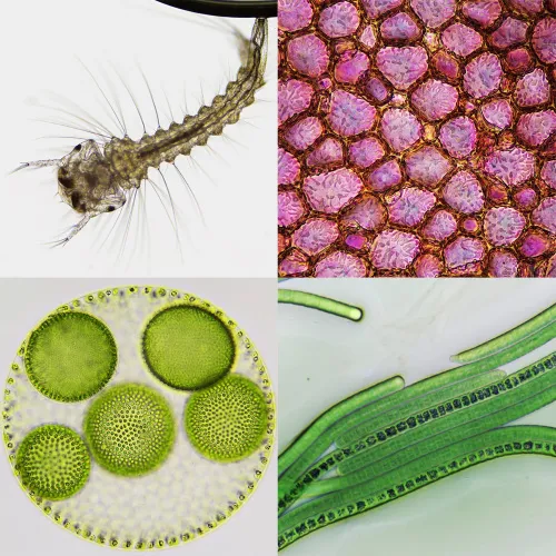 fotografía Microscopio Bresser Science Infinity ,  4