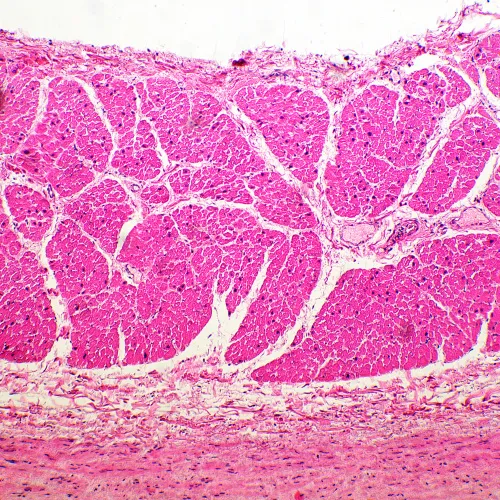 fotografía Microscopio biológico MAGUS Bio 260T,  19