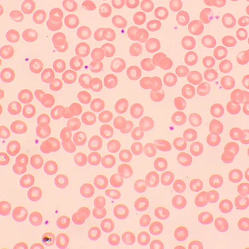 imagen Microscopio biológico digital MAGUS Bio D250TL LCD,  29