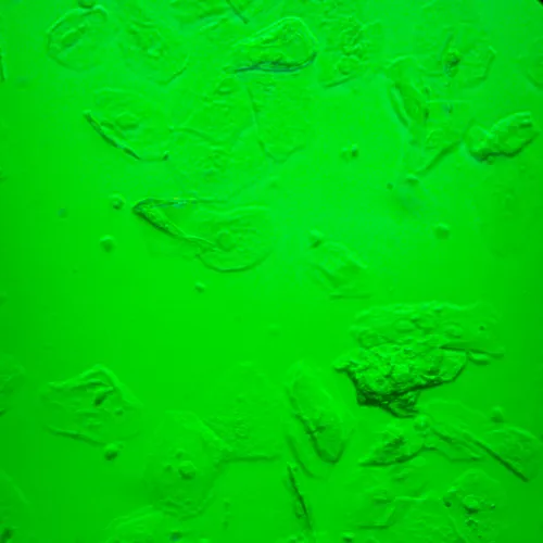 imagen Microscopio biológico invertido MAGUS Bio V360,  25