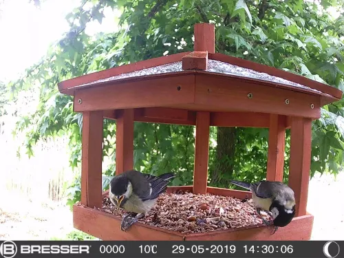 imagen Bresser 90° cámara de observación de naturaleza 16 MP,  6