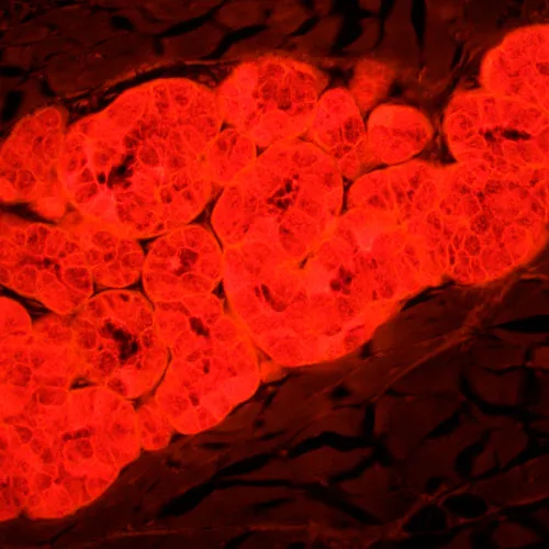 gráfico Microscopio de fluorescencia MAGUS Lum 450L,  25