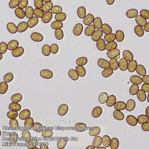 fotografía Microscopio Bresser Researcher Trino 40–1000x,  13