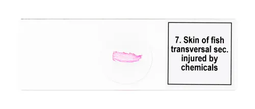 gráfico Set de preparaciones para microscopio Levenhuk Discovery Prof DPS 25. «Biología, Aves, etc.»,  9