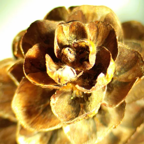 gráfico Estereomicroscopio MAGUS Stereo A18T,  2