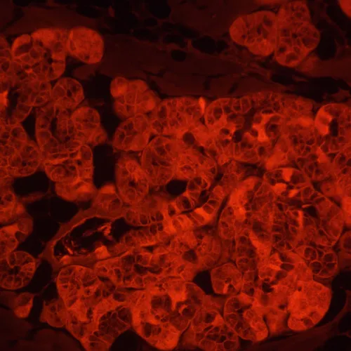 imagen Microscopio invertido de fluorescencia MAGUS Lum V500L,  18