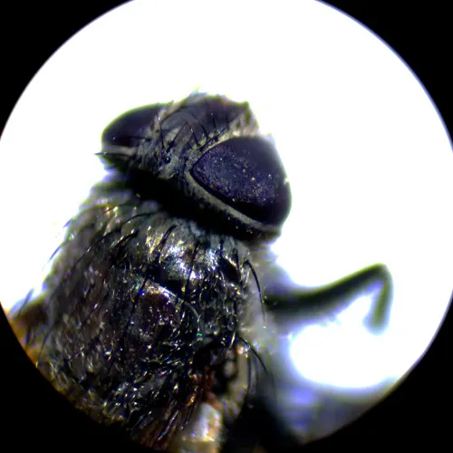 gráfico Estereomicroscopio MAGUS Stereo A10,  18