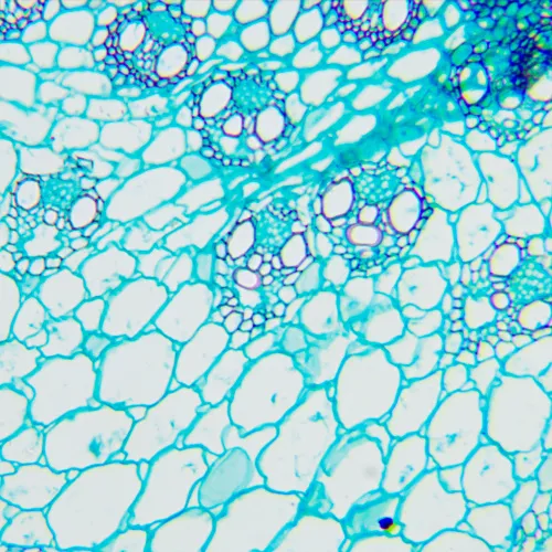 foto Microscopio biológico MAGUS Bio 240B,  23