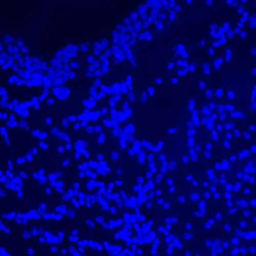 imagen Microscopio digital de fluorescencia MAGUS Lum D470L,  27
