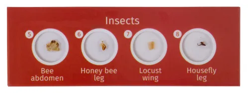 imagen Set de preparaciones Levenhuk LabZZ C12: criaturas,  3