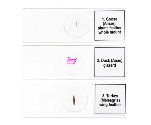 foto Set de preparaciones para microscopio Levenhuk Discovery Prof DPS 5. «Aves»,  6