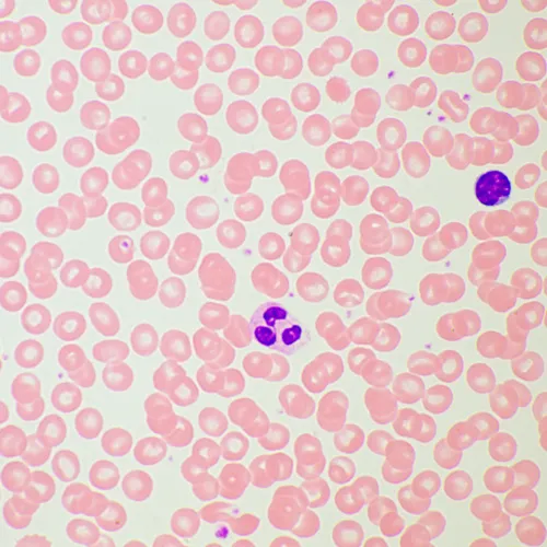 fotografía Microscopio biológico MAGUS Bio 260T,  21