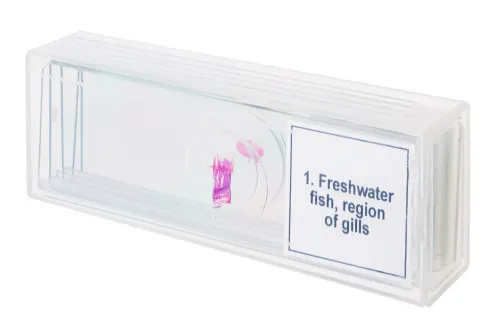 imagen Set de preparaciones para microscopio Levenhuk Discovery Prof DPS 5. «Anfibios»,  4