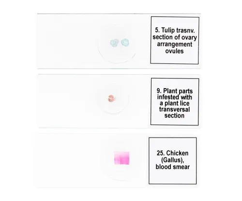 gráfico Set de preparaciones para microscopio Levenhuk Discovery Prof DPS 25. «Biología, Aves, etc.»,  8
