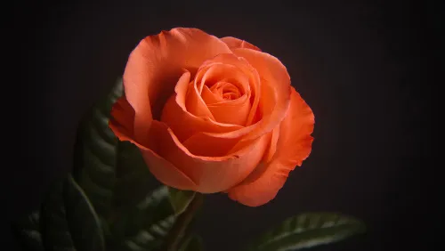 foto Fototelescopio Levenhuk Kelvin MAK60 mini AZ,  17