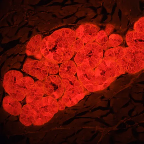imagen Microscopio de fluorescencia MAGUS Lum 460L,  22