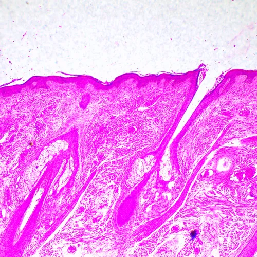 fotografía Microscopio biológico MAGUS Bio 290T,  23
