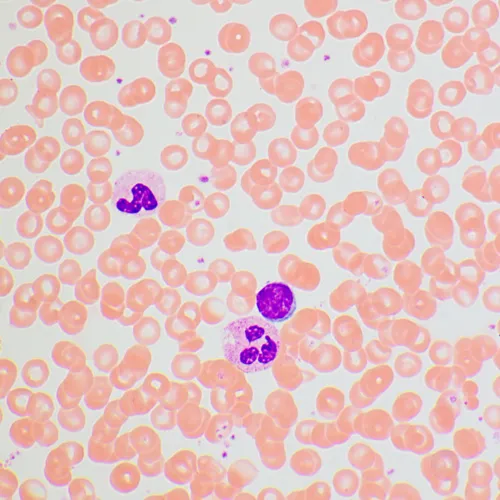 fotografía Microscopio biológico MAGUS Bio 270T,  25