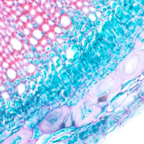 fotografía Microscopio biológico MAGUS Bio 230B,  21