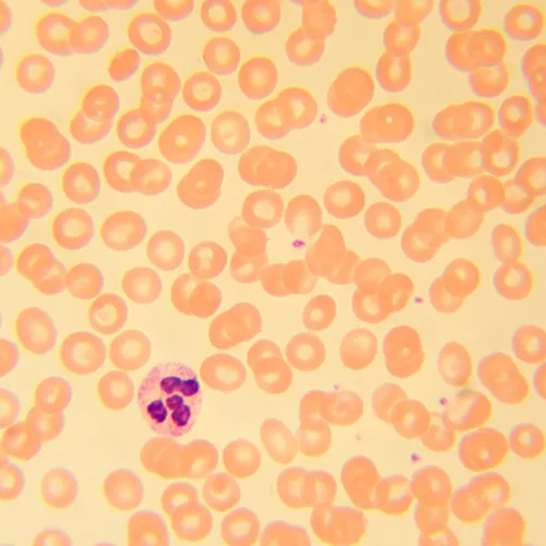 gráfico Microscopio biológico MAGUS Bio 230T,  21