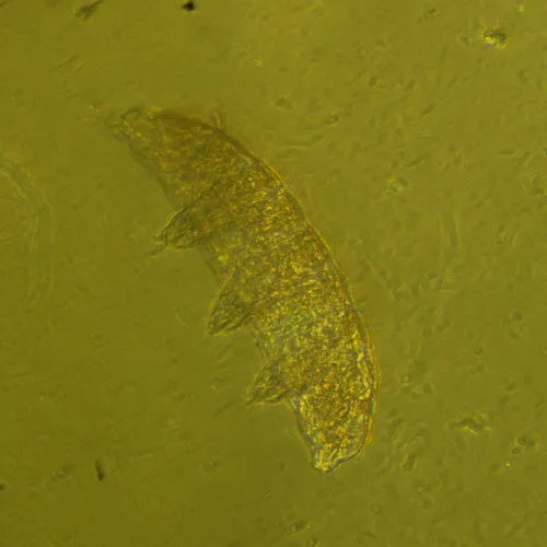 imagen Microscopio biológico invertido digital MAGUS Bio VD360,  27