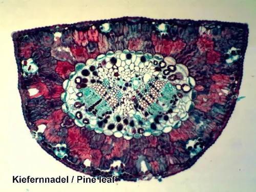 imagen Set de preparaciones Bresser, 100 unidades, con estuche,  8