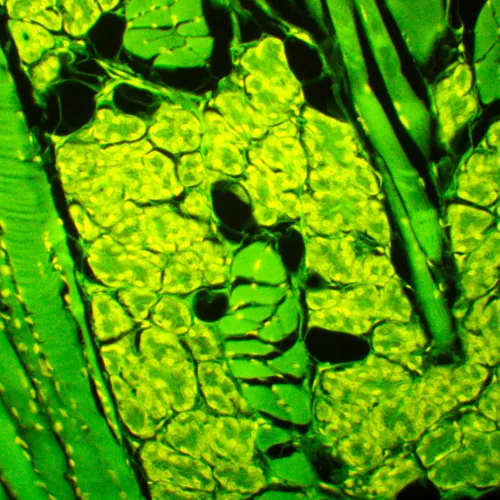 gráfico Microscopio de fluorescencia MAGUS Lum 450L,  23