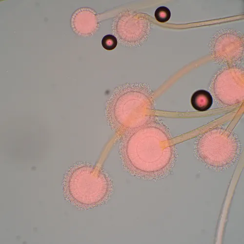 fotografía Microscopio biológico MAGUS Bio 270T,  22