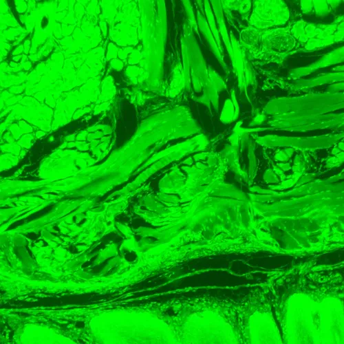 imagen Microscopio digital de fluorescencia MAGUS Lum D470L,  28