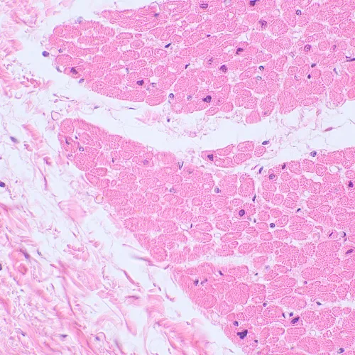 gráfico Microscopio biológico digital MAGUS Bio D230TL,  25