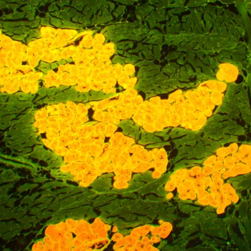 gráfico Microscopio de fluorescencia MAGUS Lum 450L,  22