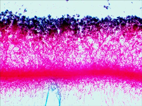 fotografía Set de preparaciones Levenhuk N38 NG,  15