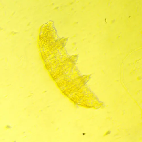 gráfico Microscopio biológico invertido digital MAGUS Bio VD350,  25