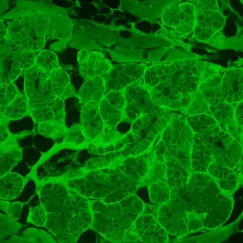 imagen Microscopio invertido de fluorescencia MAGUS Lum V500L,  17