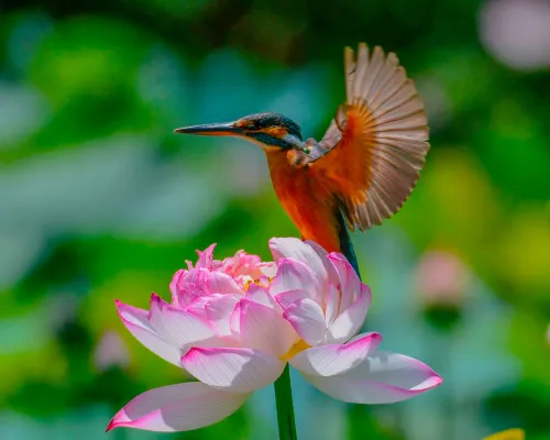 foto Fototelescopio Levenhuk Kelvin MAK60 mini AZ,  14