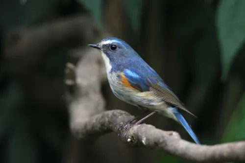 fotografía Fototelescopio Levenhuk Kelvin MAK80 AZ,  15