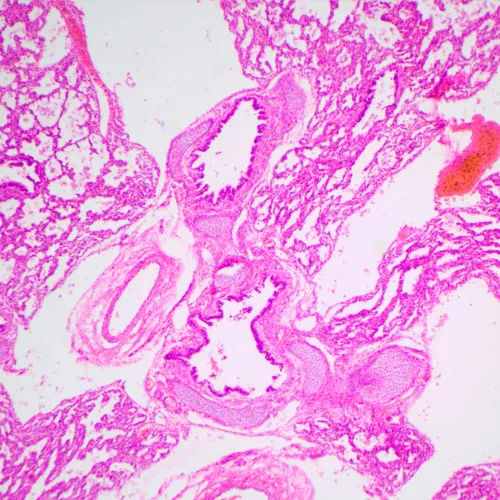 foto Microscopio biológico MAGUS Bio 240B,  24