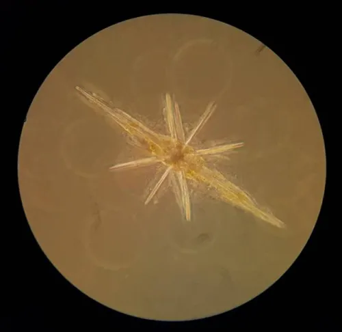 gráfico Microscopio de Expedición Bresser Science XPD-101,  4