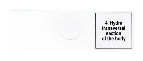 fotografía Set de preparaciones para microscopio Levenhuk Discovery Prof DPS 5. «Vida en una gota de agua»,  8