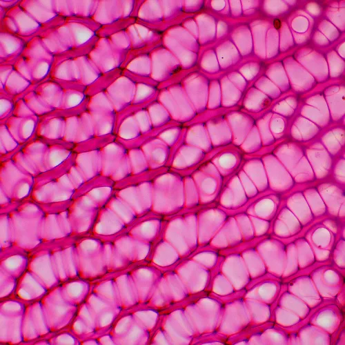 gráfico Microscopio biológico digital MAGUS Bio D230TL,  23