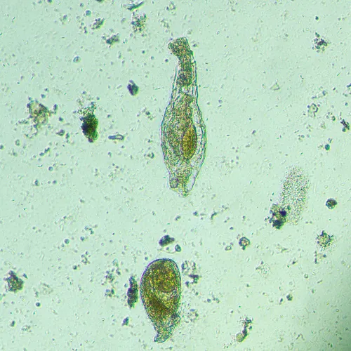 gráfico Microscopio biológico invertido digital MAGUS Bio VD300 LCD,  20