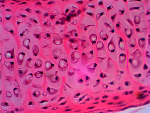 gráfico Set de preparaciones Levenhuk N20 NG,  10