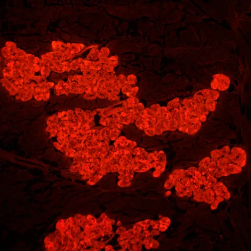 gráfico Microscopio de fluorescencia MAGUS Lum 450L,  24