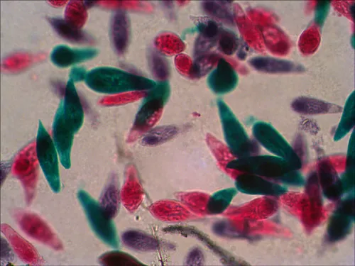 fotografía Set de preparaciones Levenhuk N38 NG,  12