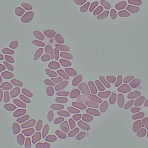 fotografía Microscopio digital biológico MAGUS Bio D290T LCD,  33