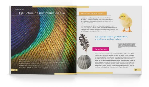 gráfico Invisible World (el mundo invisible). El libro educativo. Tapa dura,  4